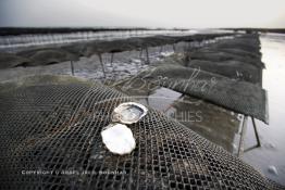 Image du Maroc Professionnelle de  À partir de 2004, la baie de Dakhla qui dispose de l’écosystème le plus adapté à l’élevage d’huîtres a connu l'installation de plusieurs projets ostréicoles productifs. Les premières fermes ostréicoles se sont installées en 2002 dans la région, devenue ces dernières années la plus productrice du pays avec 280 tonnes d’huîtres par an et un millier de personnes employées.  Mardi 21 Novembre 2006. (Photo / Abdeljalil Bounhar)


 